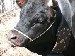 KuhkampfMission 2011