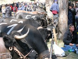 KuhkampfMission 2011