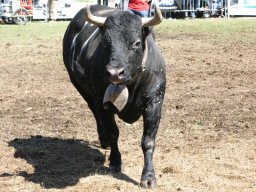 KuhkampfMission 2011