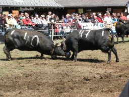 KuhkampfMission 2011