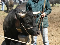 KuhkampfMission 2011