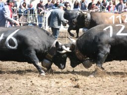 KuhkampfMission 2011